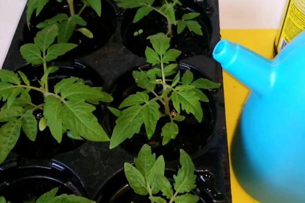 ต้นกล้าจากเมล็ด