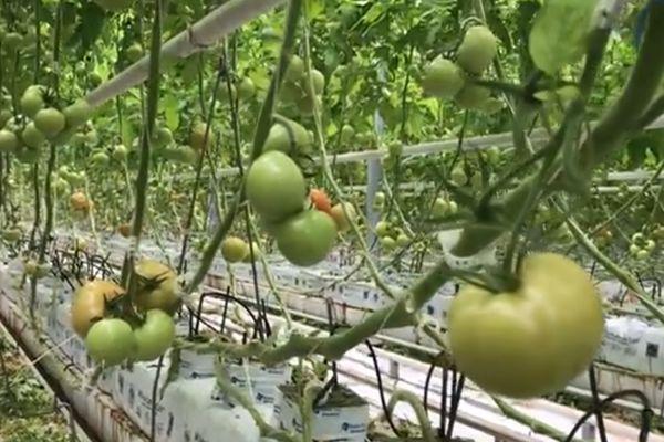 มะเขือเทศในเรือนกระจก