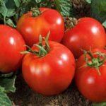 มะเขือเทศวลาดิเมียร์