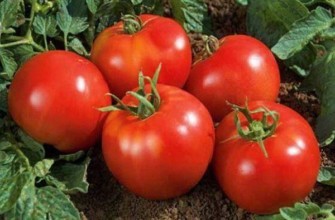 มะเขือเทศวลาดิเมียร์