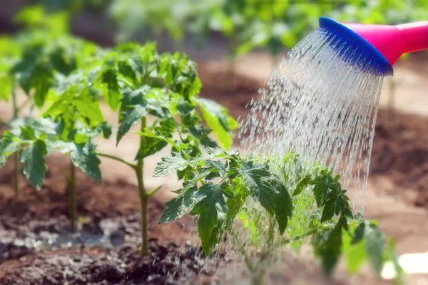 การรดน้ำมะเขือเทศ