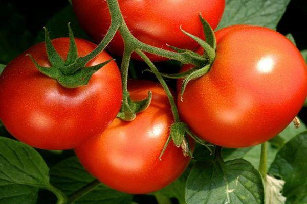 ลักษณะของมะเขือเทศ Volgogradsky 5/95 และแนวทางการเพาะปลูก