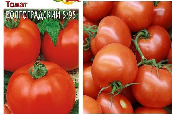 ผลมะเขือเทศ