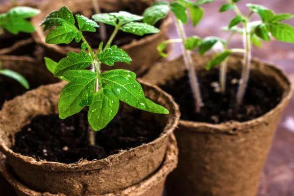 ถั่วงอกในกระถาง