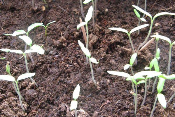 ต้นกล้าในดิน