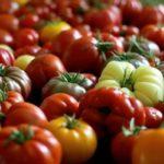 มะเขือเทศญี่ปุ่น