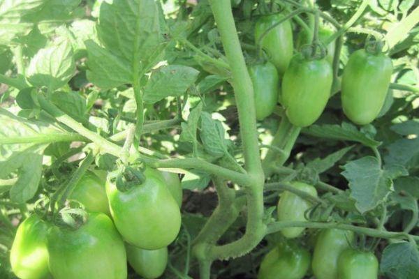 มะเขือเทศเซมลียัค