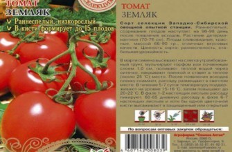 ลักษณะของมะเขือเทศ