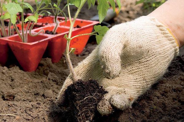 การปลูกต้นกล้า