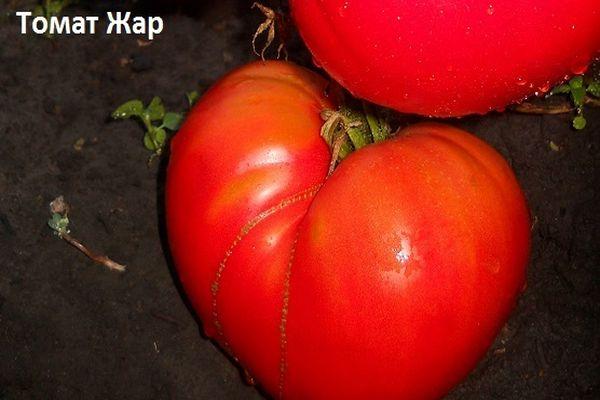 มะเขือเทศร้อน