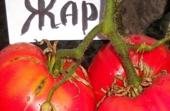 มะเขือเทศร้อน