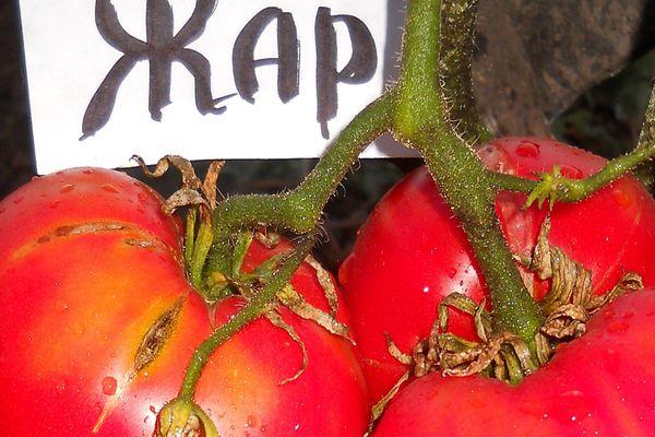 มะเขือเทศร้อน