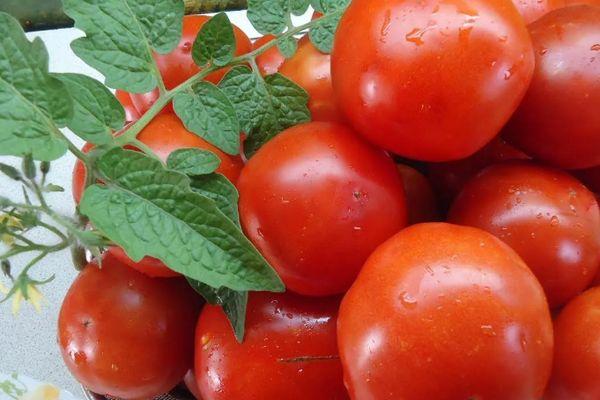 มะเขือเทศสุก