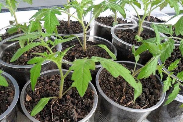 แก้วที่มีต้นกล้า