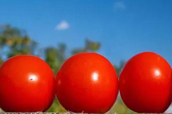 มะเขือเทศสามลูก