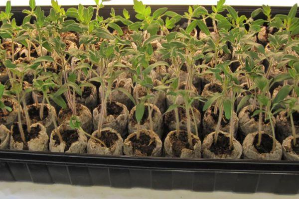 ภาชนะใส่ต้นกล้า