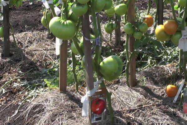 มะเขือเทศมัด