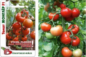 คำอธิบายพันธุ์มะเขือเทศ Juggler f1 วิธีการเพาะปลูกและการควบคุมศัตรูพืช