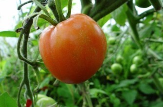 มะเขือเทศบนกิ่ง