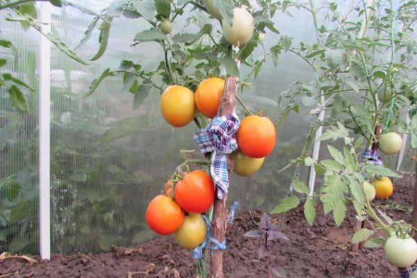 Un buisson avec des tomates