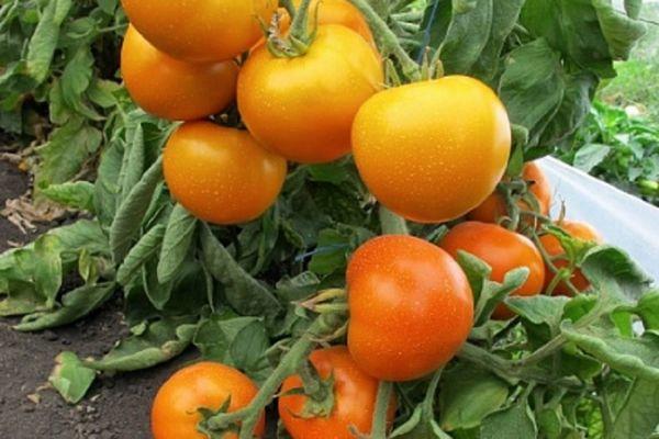 Un buisson avec des tomates