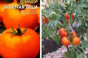 เมล็ดพันธุ์และมะเขือเทศ