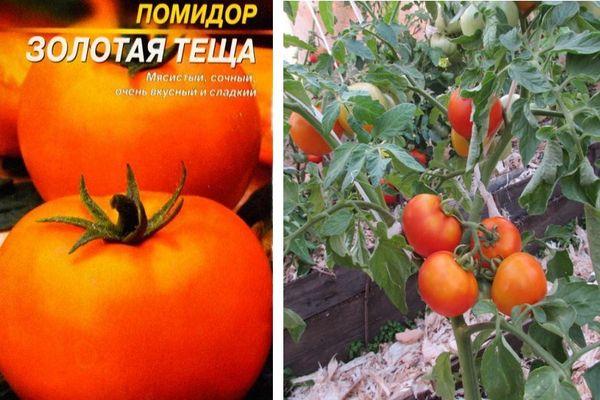 Graines et tomates