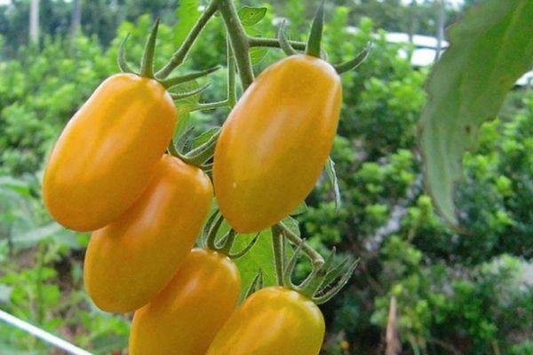 Cultiver des tomates