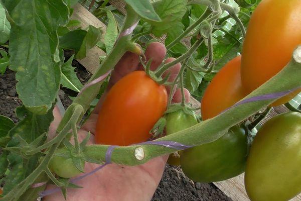 Cultiver des tomates