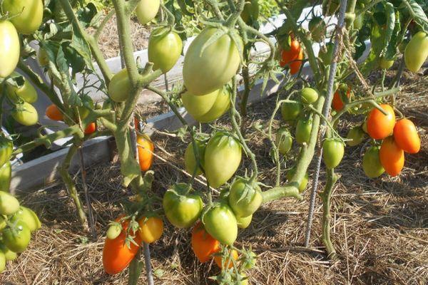 Un buisson avec des tomates
