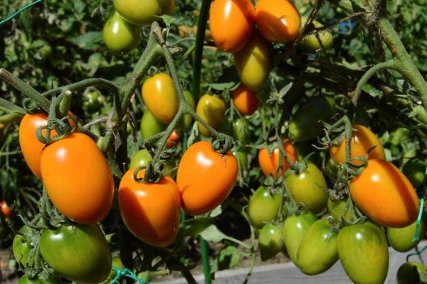 Cultiver des tomates
