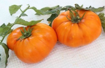 มะเขือเทศสองลูก