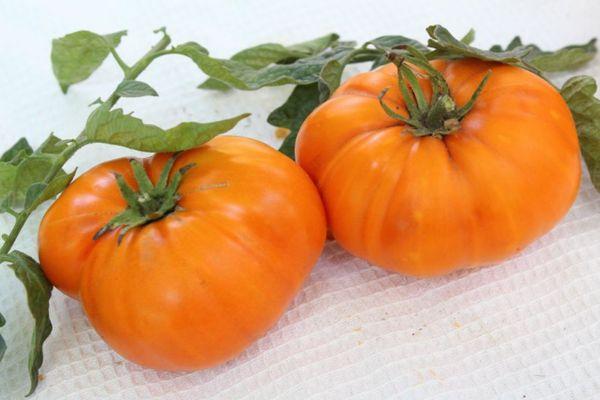 มะเขือเทศสองลูก