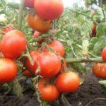 วอโลโกกราดสุกเร็ว 323