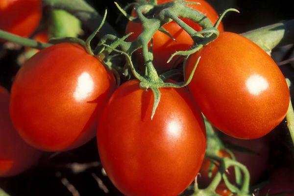 การเดินทางมะเขือเทศ f1