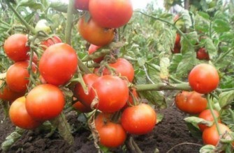 วอโลโกกราดสุกเร็ว 323