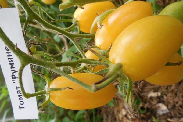 มะเขือเทศบลัช