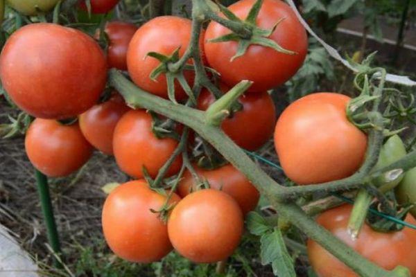 Une brosse de tomates
