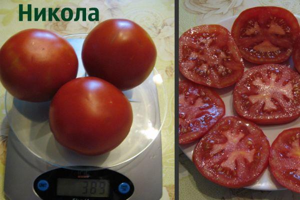 Tomates Nikola