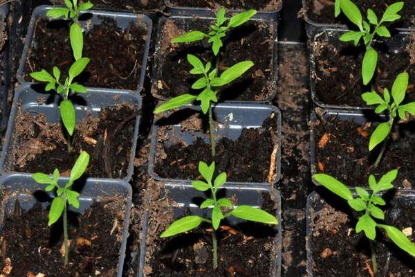 ต้นกล้ามะเขือเทศ