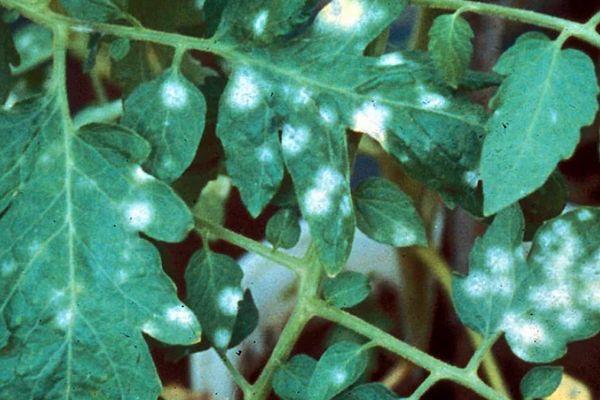 โรคราแป้ง