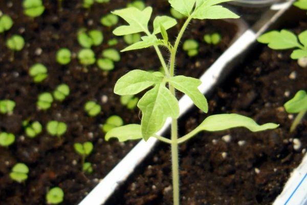 ต้นกล้ามะเขือเทศ