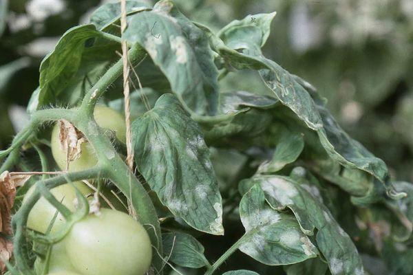 โรคมะเขือเทศ