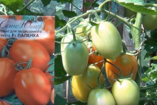 มะเขือเทศปาเลงเก้