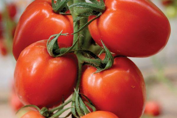 กิ่งพันธุ์มะเขือเทศ