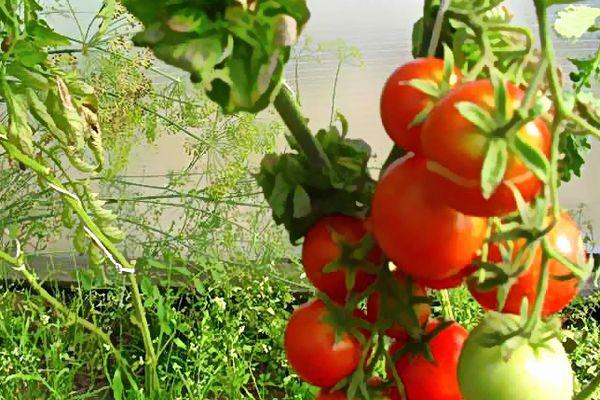 Bâtonnets de tomates