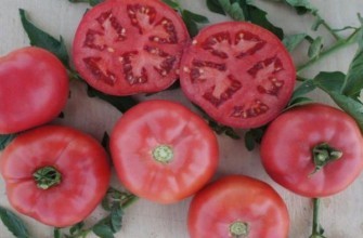 มะเขือเทศสุก