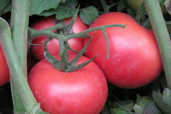 Une brosse de tomates