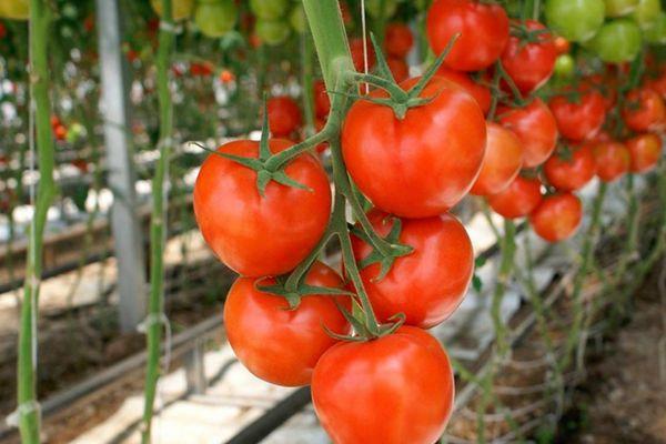 Un pinceau avec des tomates