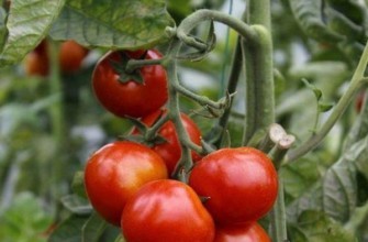 กิ่งที่มีมะเขือเทศ